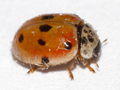 Adalia decempunctata